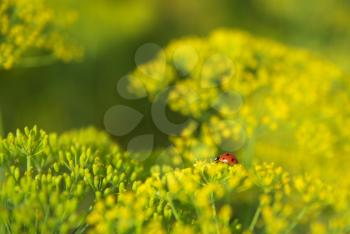 Ladybug on dill flower. Macro scene. Composition of nature.