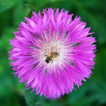 Bee on big violet flower. Composition of nature.