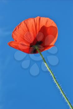 Poppy on sky background. Nature composition.