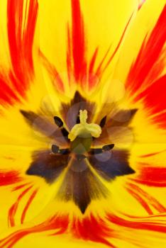 Colorful tulip inside. Abstraction composition of nature. 