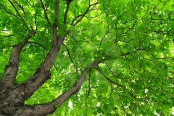 Under big green tree. Nature composition.