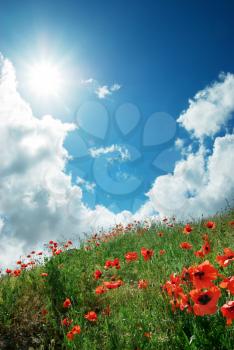 Hill of poppies and deep sky. Composition of nature.