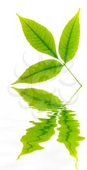 Green leaf of tree and water reflection. Element of design.