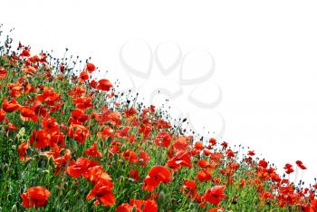 Isolated hill of poppies. Elemet of design.