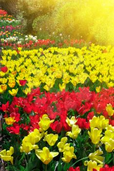 Garden of colorful tulips. Composition of nature.