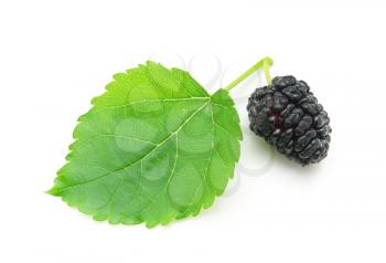 Isolated mulberry. Element of design.