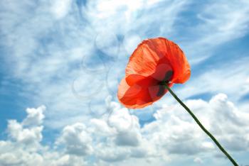 One poppy on sky background. Nature composition.