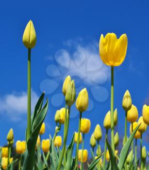 Tulips on sky background. Nature composition.