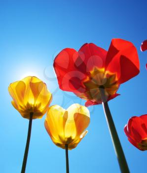 Tulips on sky background. Composition of nature.