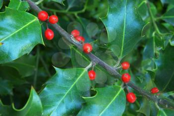 Macro of holly berry. Nature compositoin.