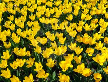Texture of yellow tulips. Nature composition.