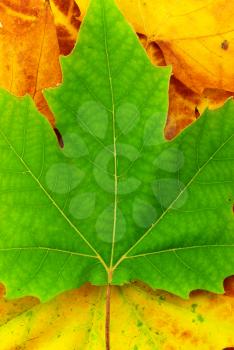 Autumn maple leafs. Element of design.