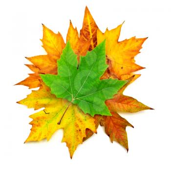 Autumn maple leafs composition. Element of design.