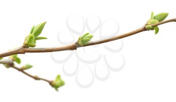 Isolated branch and buds. Nature design.