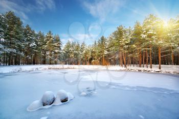 Winter forest. Composition of nature.