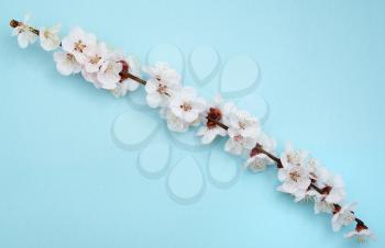 Sakura branch. Element of design.