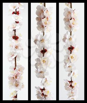 Collection of sakura branch. Element of design.
