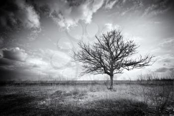 Lonely dead tree. Art nature. 