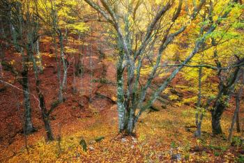 Autumn forest texture. Nature composition.