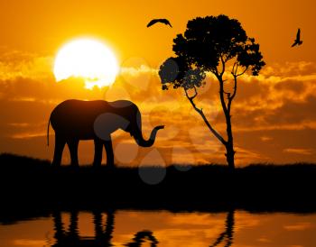 Silhouette of elephant. Element of design.