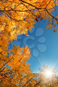Autumn leaf in sky. Nature composition.