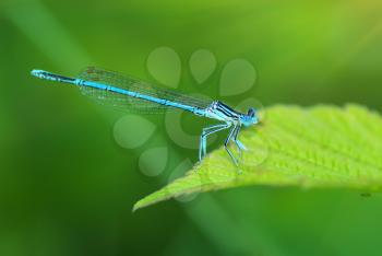Dragonfly on green leaf. Nature composition. 