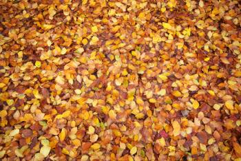 Autumn leaf texture. Nature composition