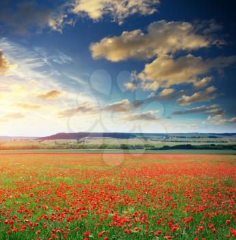 Big poppy meadow. Nature composition. 