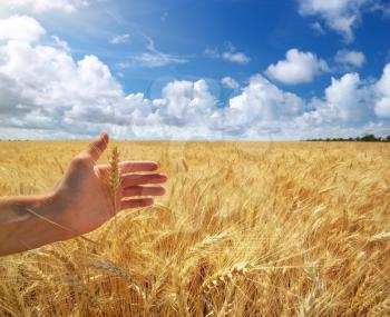 Human hand ahd meadow of wheat. Concepual scene.