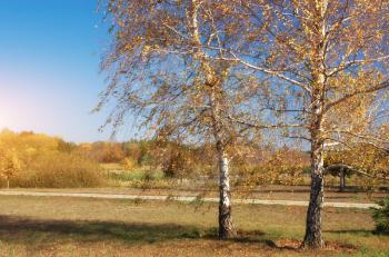 Autumn birch in park. Nature composition.