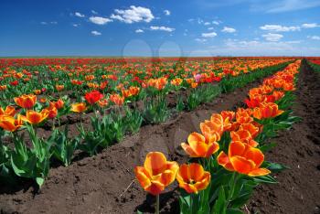 Meadow of tulips. Composition of nature.