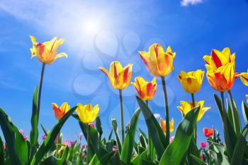 Tulips on sky background. Composition of nature.