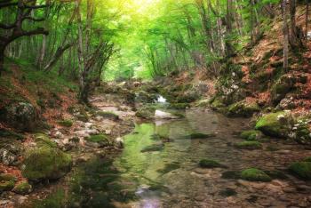 River deep in mountain forest. Nature composition. 