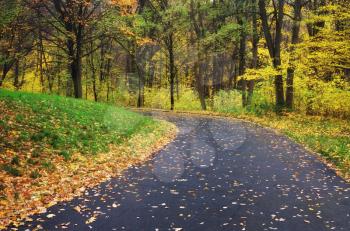 Road in autumn park. Nature composition. 
