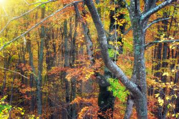 Autumn forest texture. Composition of nature.