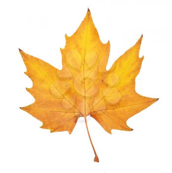 Autumn leaf. Element of design.