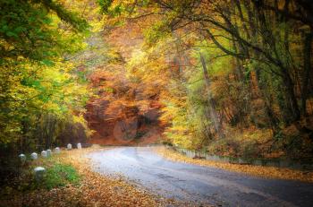 Autumn road. Composition of nature.