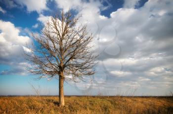 Lonely tree. Composition of nature.