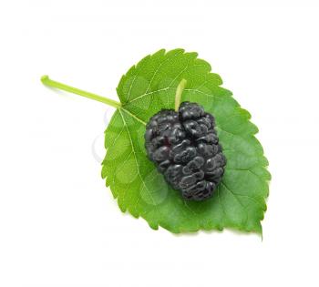Mulberry isolated. Element of design.