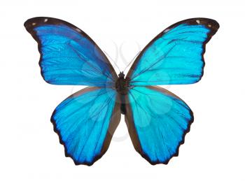 Butterfly morpho. Element of design.