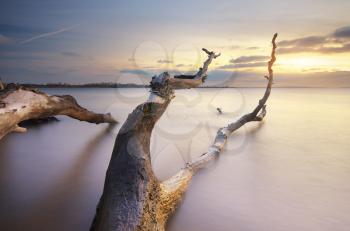 Snag on the shore. Beautiful nature composition.