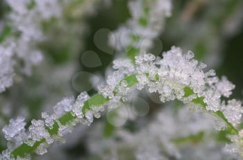 Rime and snowflake on grass. Macro nature composition.