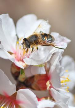 Bee on white flower. Macro nature composition.