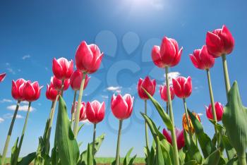 Tulips on blue sky. Composition of nature.