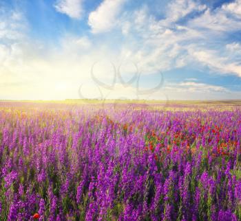Spring violet flowers in meadow. Beautiful nature landscapes.