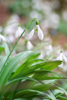 Snowdrop in forest. Spring nature composition.