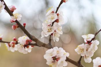 Spring flowers of apricot tree. Composition of nature.
