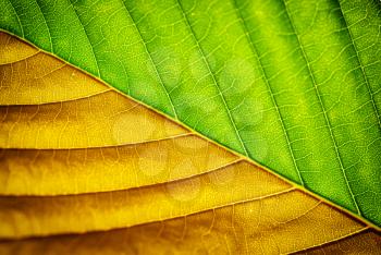 Macro of leaf. Element of design. Shallow depth-of-field.
