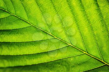 Macro of leaf. Element of design. Shallow depth-of-field.
