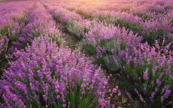 Lavender texture. Composition of nature.